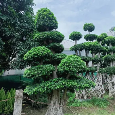 A magnificent, large Ficus bonsai from our collection, showcasing its thick trunk and well-developed canopy. This type of tree is a significant investment and a stunning focal point.