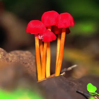 It is the time of year for those seemingly magical, mystical mushrooms. These dainty red beauties emerge for just a few weeks, a splash of intense color on the damp forest floor, playing their part in the great cycle of life and death.