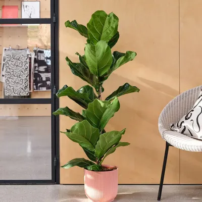 The Fiddle Leaf Fig is a popular statement plant for indoor spaces. Its large, violin-shaped leaves add a touch of architectural elegance to any room.