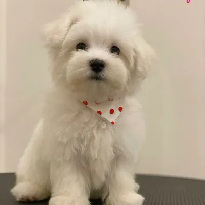 This tiny Maltese puppy, Tofu, is ready for his close-up after a gentle introduction to grooming. He's wearing a cute polka-dot bandana to celebrate his first spa day.