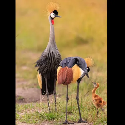 A classic family moment in the Masai Mara, with a Grey Crowned Crane couple and their small chick. The parent appears to be gently scolding the little one, a relatable and humorous scene from the wild.