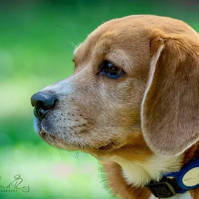 A classic profile shot of a handsome Beagle against a lush green background. This type of portrait highlights the breed's distinct features and noble expression, creating a timeless piece of art.