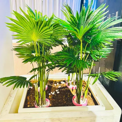 A pair of lush, artificial fan palms set inside a large marble-finish planter. This type of arrangement is perfect for adding a touch of green elegance to a reception area or a spacious home entrance.