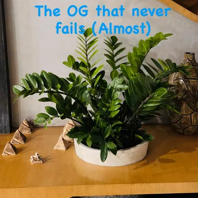 This is the OG that almost never fails: the ZZ Plant. It's the perfect plant for beginners or anyone who is afraid they'll kill plants. The only way to really hurt it is by overwatering.