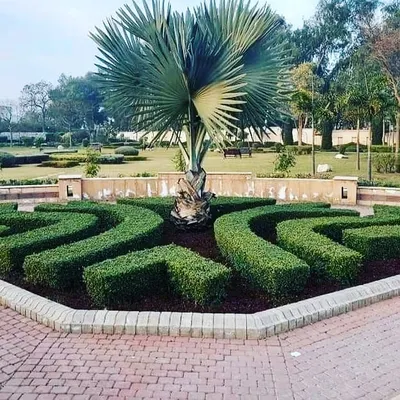 This is a prime example of our custom hedge design work. We can create complex, geometric patterns and shapes that turn your garden's hedges into a stunning focal point.