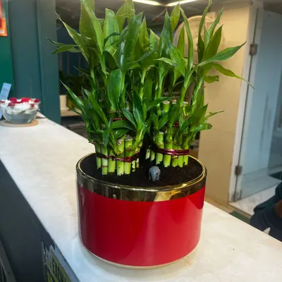 This vibrant red and gold ceramic pot beautifully complements the deep green of the Lucky Bamboo. This plant is a symbol of strength and peace, and it's incredibly easy to care for. It makes a wonderful gift or a striking addition to a reception desk or side table.