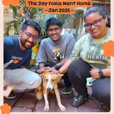 The day it all changed for Foxie. This was the moment she left the shelter in January 2025 with her new family. The journey from a street dog to a beloved pet starts with one decision to adopt.