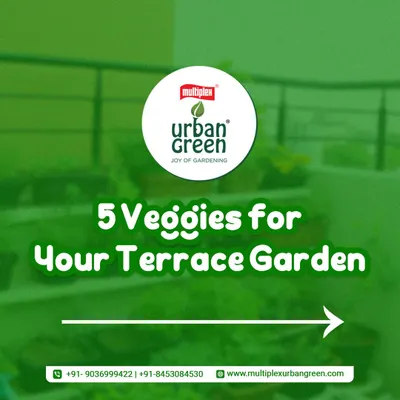 Here are five great vegetables perfect for your terrace garden. Growing your own greens at home is easier than you think, and we provide the seeds and tips to get you started on your journey to fresh, healthy food.