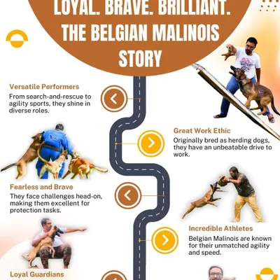 This infographic provides a complete overview of the Belgian Malinois. From their fearless nature in protection tasks to their incredible athleticism, this breed is a versatile and brilliant performer in any K9 role.