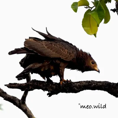 The Indian Spotted Eagle is a formidable raptor. Here, it's perched with its sharp talons gripping the branch, ready to take flight. Its powerful build and hooked beak are perfectly adapted for a life of hunting.
