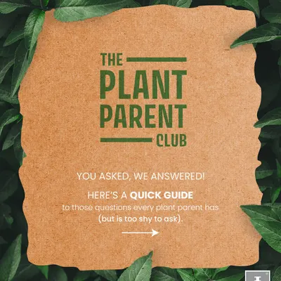 Welcome to The Plant Parent Club! We started this series to answer the questions every plant parent has but might be too shy to ask. We're always here to help you on your green journey.