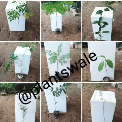 A collage showing a variety of our young saplings. We grow a diverse range of trees and plants, suitable for everything from large-scale plantation drives to individual home gardens.
