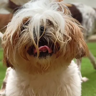 This is what severe matting looks like. This Shih Tzu came to me with fur so overgrown and tangled around his face that he could barely see. This condition can cause skin infections and a lot of discomfort.