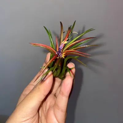 This is a Tillandsia, or air plant, which is starting to blush with color before it flowers. These unique plants absorb water and nutrients through their leaves.