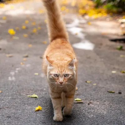 A beautiful, swag-filled walk from Mushi the cat, a beloved member of the neighborhood, during a "moving out" shoot.