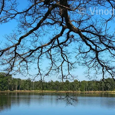 The serene Nagzhira Lake, the lifeline of its sanctuary in Maharashtra. I have spent entire days here, watching as every resident of the forest, big and small, eventually comes to its banks to quench their thirst.