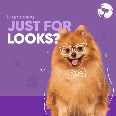 Many people think grooming is only about aesthetics, but it's a crucial aspect of preventative healthcare for your pet. This dapper Pomeranian is here to start the conversation about the health benefits.