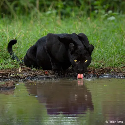 The famous black panther of Kabini stops for a drink, its yellow eyes glowing against its dark coat. This was a breathtaking moment, capturing a reflection of this rare and beautiful animal.
