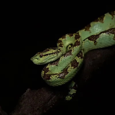 A stunning Malabar Pit Viper from the mystical rainforests of Agumbe. This place is magical for anyone who loves reptiles, and my workshops here are designed to find and photograph these beauties.