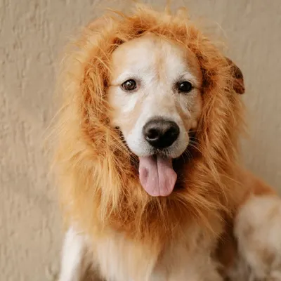 Who's the king of the jungle? Archie the golden retriever is, wearing a hilarious and adorable lion's mane wig.