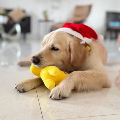 Buddy, a 2-3 year old retriever, is enjoying a quiet moment with his toy. He's a gentle soul who would thrive in a home that loves nature and cuddles.