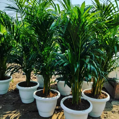 Our Areca Palms are healthy, lush, and ready to brighten up any indoor space. Known for their air purifying qualities, these palms are a top choice for homes and corporate offices looking for natural decor.
