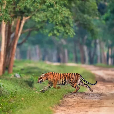 This is what I call a habitat shot. A tiger moving swiftly across a jungle track in Nagarahole, with the forest framing its powerful form. It shows the animal perfectly in its environment.