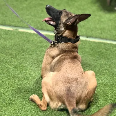 This is Karma, my Belgian Malinois, in a focused moment during a PSA training session. This sport demands incredible precision, control, and a strong handler-dog partnership. It's the ultimate challenge for a working dog.