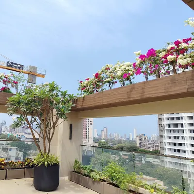 A beautiful view of a terrace garden project, where we used large planters for trees like Plumeria and lined the edges with colorful Bougainvillea, creating a stunning contrast against the sky.