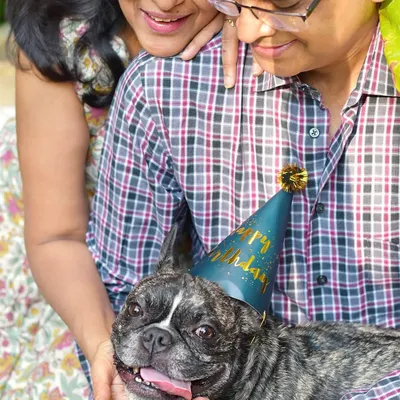This dapper French Bulldog is all smiles, celebrating his birthday in style with his loving family. A party hat makes everything more festive, and it's a joy to capture these happy family moments.