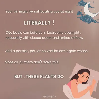 Did you know the air in your bedroom might be suffocating you at night? High CO2 levels can build up, but certain plants can help solve this problem naturally.