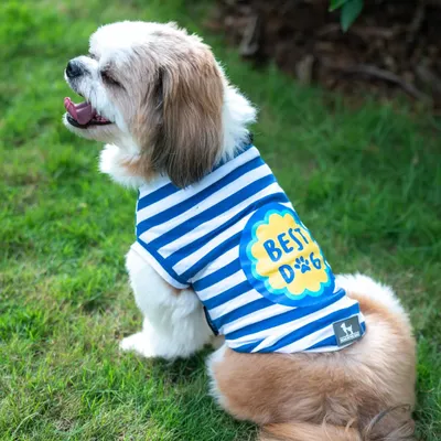Cookie proudly wearing his 'Best Dog' shirt. Accessories like these are a fantastic way to inject fun and personality into your pet's photoshoot.