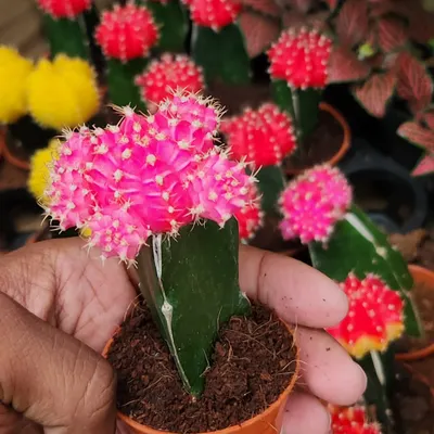 This pink Moon Cactus is a type of grafted cactus. The vibrant top cannot survive on its own, so it's joined to a hardy green base, creating this unique and colorful plant.