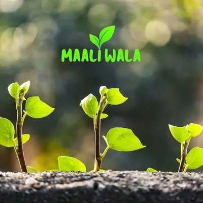 This is our logo, representing new life and our core mission. At Maali Wala, I am dedicated to planting the seeds for a greener, healthier Delhi.