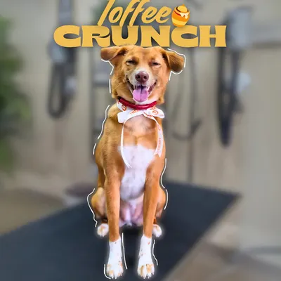 This happy indie dog, affectionately nicknamed 'Toffee Crunch', is all smiles after his grooming session. We ensure every dog, regardless of breed, leaves with a healthy coat and a positive experience.