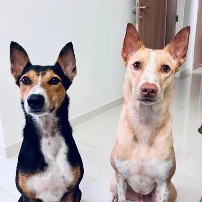 Rolo and Robert, two handsome indie dogs, are finally together with their family in Singapore after a 5-month wait in boarding. Their story is one of incredible patience and love.