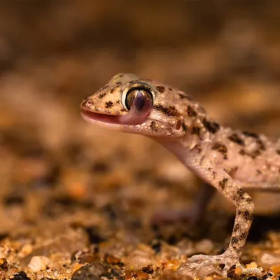 An incredible close-up of a gecko found in the Thar Desert, licking its own eye to clean it. Capturing these tiny, fascinating behaviors is what makes macro photography so rewarding.