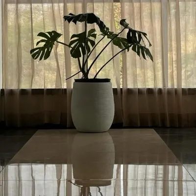 A single Monstera plant, silhouetted against a window, creates a moment of quiet beauty. Its reflection on the polished floor doubles the tranquility, proving that sometimes the simplest arrangements have the most profound impact.