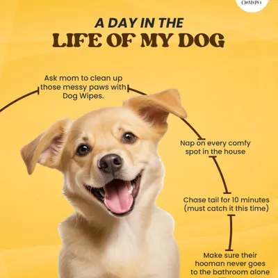 A day in the life of a dog is very, very busy. It involves important tasks like napping, chasing tails, and making sure their hooman is never alone.