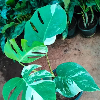 The Variegated Monstera is a true showstopper. This particular plant showcases a beautiful balance of green and white, with the classic leaf fenestrations that collectors love.