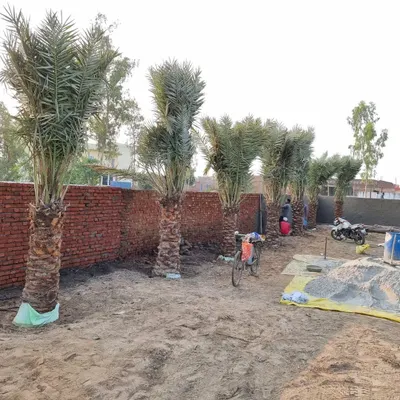 A row of mature Date Palm trees being installed at a client's site. Using large, established trees like these creates an instant, dramatic effect in any landscape.
