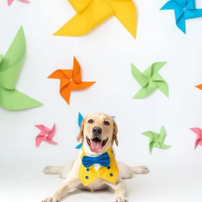 This happy Labrador is dressed to impress in a little tuxedo bib against our colorful pinwheel set for Heads Up For Tails. The bright, cheerful setup was designed to feel like a party, and this dog was the perfect guest of honor.