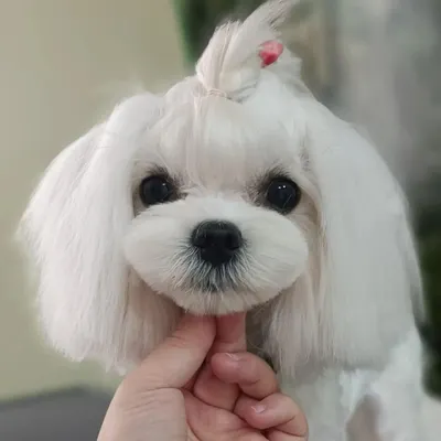 The result of a professional grooming session is all in the details. This photo showcases a flawless teddy bear cut on a small breed dog, with clean lines around the face and ears for a picture perfect finish.