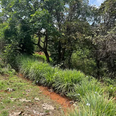 A natural trail on a sloped site in Pawna, defined by a simple line of lemongrass. The path respects the land's contours and is carved between existing trees, preserving the site's original character.