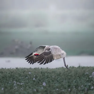 A Sarus Crane in flight over the misty morning landscape of Dhanauri Wetland. The soft light and fog create an ethereal mood, highlighting the bird's massive wingspan. This is the kind of serene beauty that makes early mornings in the wetlands so special.