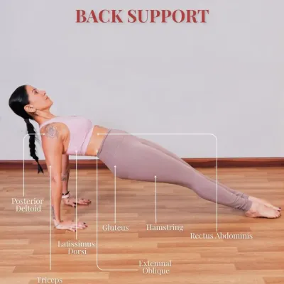 This diagram illustrates the muscles engaged during a back support exercise on the mat. It's a powerhouse move that targets multiple groups to build core strength and postural control.