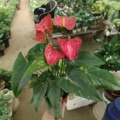 The Anthurium, with its bright red, heart-shaped flowers and glossy leaves, is a beautiful and long-lasting indoor flowering plant. It's a great alternative to a bouquet of flowers.