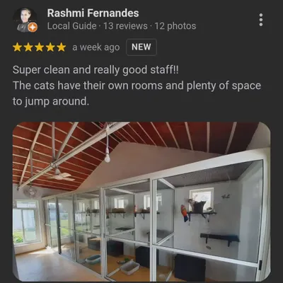 A look inside our spacious, multi-level cattery suites, as featured in a client's review. Each space is designed for climbing, jumping, and relaxing in a clean, secure environment.