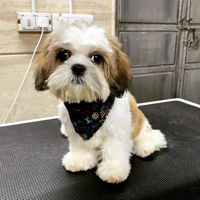 This is Dollar the Shih Tzu after his very first grooming session. I introduced him to the tools and sounds slowly to make it a positive experience.