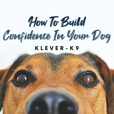 Have a dog that's lacking confidence? I can help. Building confidence is a key part of my training philosophy.